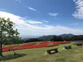 あわじ花さじきの写真_394937