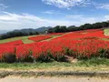 あわじ花さじきの写真_394939