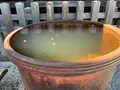 金刀比羅宮（こんぴらさん）の写真_395283