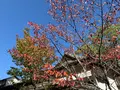 金刀比羅宮（こんぴらさん）の写真_395329