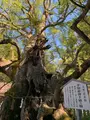 大山祇神社の写真_395404