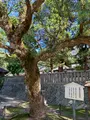 大山祇神社の写真_395407