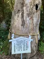 大山祇神社の写真_395410