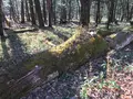 竜頭ノ滝の写真_395904