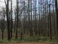 中禅寺湖の写真_395982