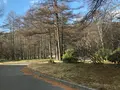 中禅寺湖の写真_395983