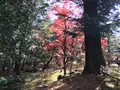 日光田母沢御用邸記念公園の写真_396026