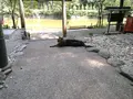 嵯峨野竹林の写真_39727