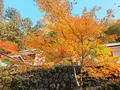 面河渓の写真_398768