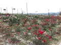 蜂ケ峯総合公園の写真_399700