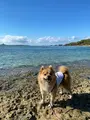 備瀬のフクギ並木の写真_400520