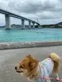 アンチ浜の写真_400536