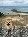 さんご畑の写真_401629