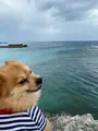 Gala青い海の写真_401632