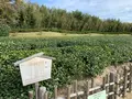 岡山後楽園の写真_401975