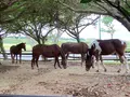 おきなわ乗馬倶楽部の写真_402598