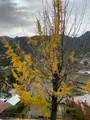豊国神社（千畳閣）の写真_402759