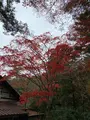 紅葉谷公園の写真_402761