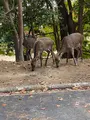 紅葉谷公園の写真_402762