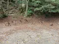 紅葉谷公園の写真_402764