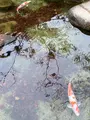 紅葉谷公園の写真_402765