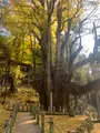 菩提寺の大イチョウの写真_402884