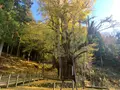 菩提寺の大イチョウの写真_402885