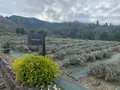 蒜山 ハーブガーデンの写真_403581