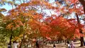 月の石もみじ公園の写真_403801