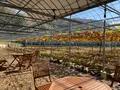 きよとうカフェの写真_404070
