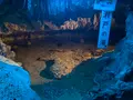 井倉洞の写真_405138