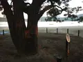 智恵の輪の写真_40521