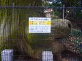 たこ杉の写真_405226