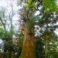 たこ杉の写真_405228