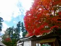 高尾山薬王院（有喜寺）の写真_405234
