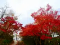 高尾山の写真_405239