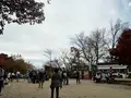 高尾山の写真_405242