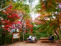 高尾山の写真_405243