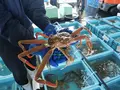舞鶴西港の写真_405364