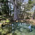 忍野八海の写真_409841