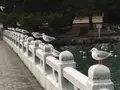 大濠公園の写真_410119