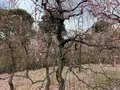 神苑 源氏物語花の庭の写真_410860