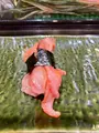 第一玉家すしの写真_411565