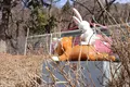 ～河口湖～ 富士山パノラマロープウェイ（Mt. FUJI PANORAMIC ROPEWAY）の写真_411622
