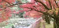 青井岳自然公園の写真_412282