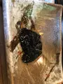 信州マタギ亭の写真_412699