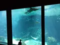 マリンワールド海の中道の写真_413294