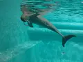マリンワールド海の中道の写真_413297