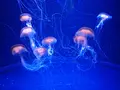 マリンワールド海の中道の写真_413298
