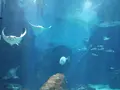 マリンワールド海の中道の写真_413299